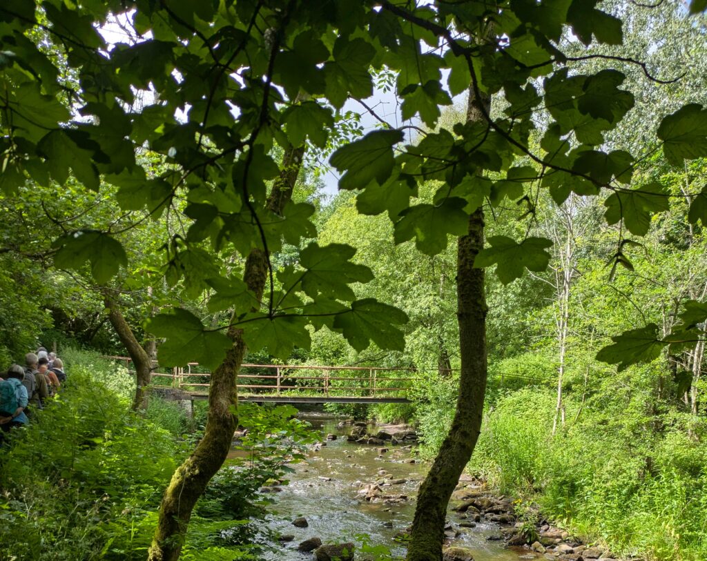 A view along the Haltwhistle Burn during the Rivers of Hope guided walk