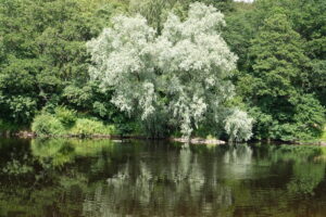 Tyne Story Pilgrimage - Willow kisses the water